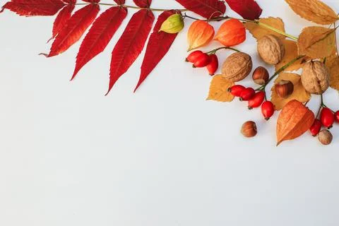 Autumn composition Foto stock