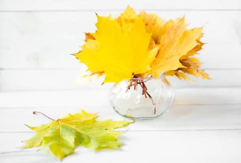 Autumn composition. Stock Photos