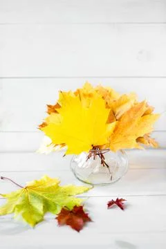 Autumn composition Stock Photos