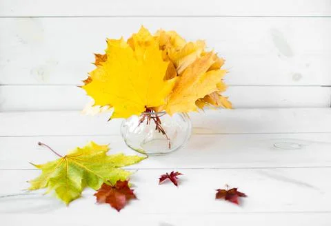 Autumn composition Stock Photos