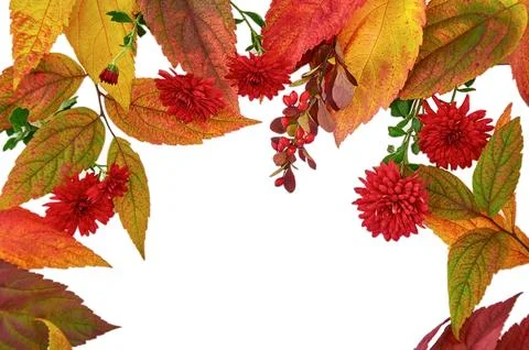 Autumn composition Stock Photos