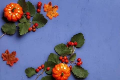 Autumn composition of pumpkins, berries and leaves on a purple background. Stock Photos