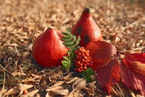 Autumn composition with pumpkins Stock Photos