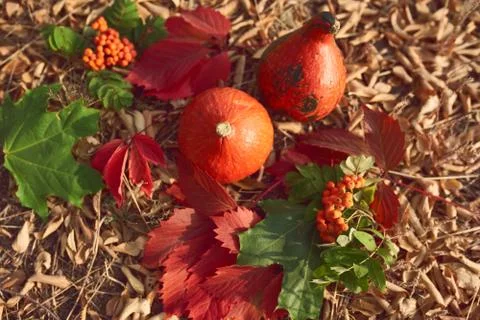 Autumn composition with pumpkins Stock Photos