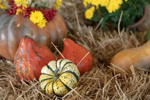 Autumn composition with pumpkins in a rustic style. Stock Photos