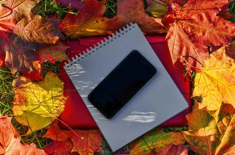 Autumn composition with red laptop, notebook and phone on the mapple leaves Stock Photos