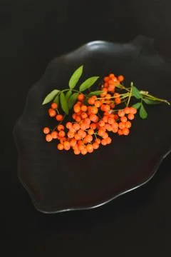 Autumn composition of rowan Stock Photos