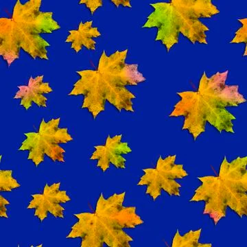 Autumn composition. Seamless autumn pattern of multicolored maple leaves on a 写真素材