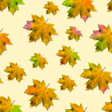 Autumn composition. Seamless autumn pattern of multicolored maple leaves on a Stock Photos