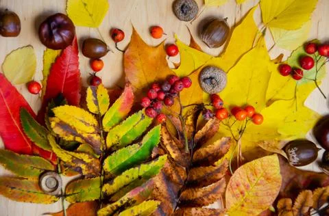 Autumn composition. Selective focus yellow, red, green, brown autumn leaves. Stock Photos