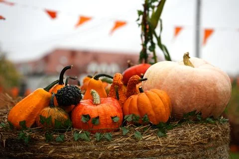 Autumn composition of various pumpkins on a haystack. Stock Photos