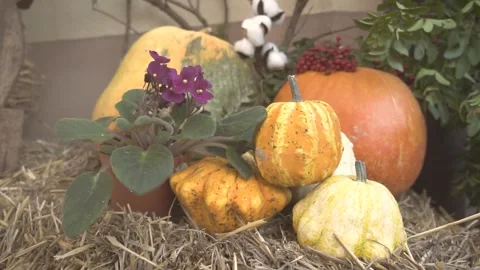 Autumn Composition With Various type of Pumpkins Stock Footage 286367776