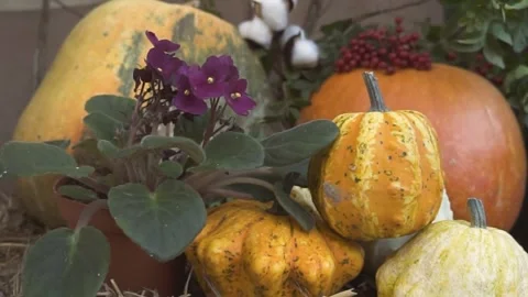 Autumn Composition With Various type of Pumpkins close up Stock Footage 286367780