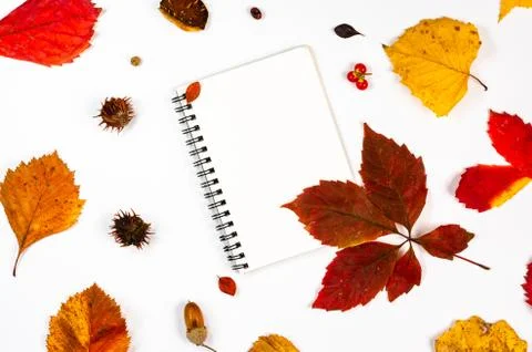 Autumn composition on white background . Stock Photos