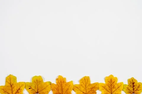 Autumn composition on white background . Stock Photos
