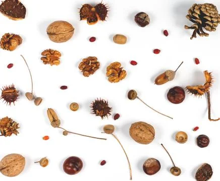Autumn composition on white background . Foto stock