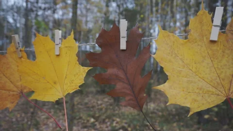 Autumn composition with yellow leaves 動画素材 143452794