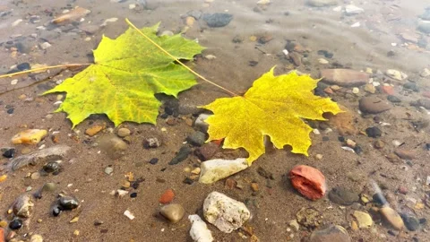 Autumn composition with yellow maple leaves Stock Footage 162399034