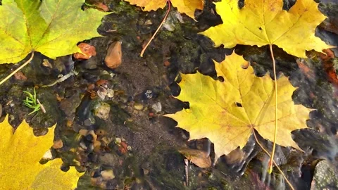 Autumn composition with yellow maple leaves. Video stock 162834259