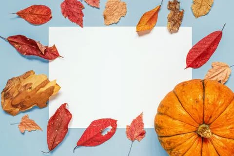 Autumn composition.Pumpkins, pine bark and dried leaves on white background.  Stock Photos