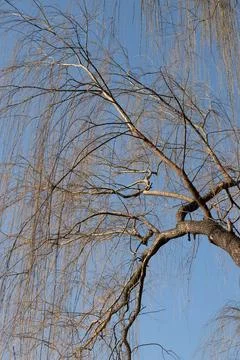Autumn Concept, Dried leafless tree in the park Stock Photos