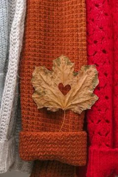 Autumn concept. Fall maple leaf in heart shape on cozy warm sweater. Knitted Stock Photos