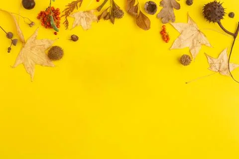 Autumn concept flatlay collection of maple leaves painted in gold on yellow Stock Photos