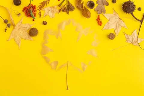 Autumn concept flatlay collection of maple leaves painted in gold on yellow Stock Photos