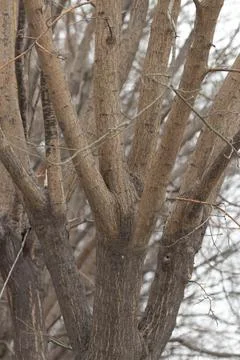 Autumn Concept, Leafless tree Stock Photos