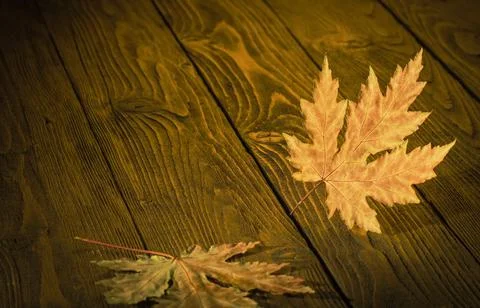 Autumn concept. A lone maple leaf in autumn color on a background of a rough Stock-Fotos