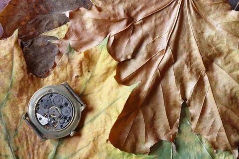 Autumn concept Stock Photos