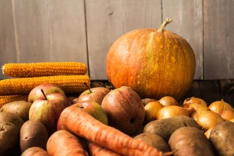 The autumn concept Stock Photos