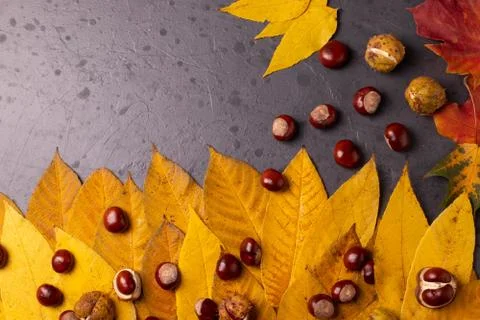 Autumn concept Stock Photos