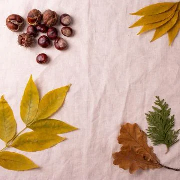 Autumn concept Stock Photos