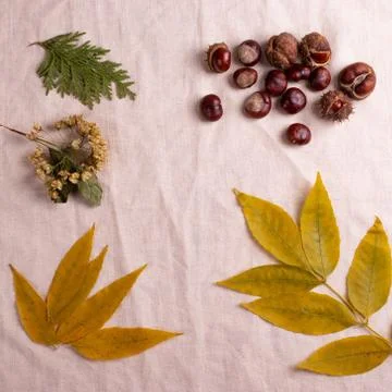 Autumn concept Stock Photos