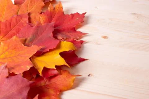 Autumn concept Stock Photos