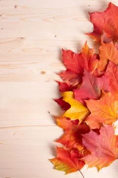 Autumn concept Stock Photos