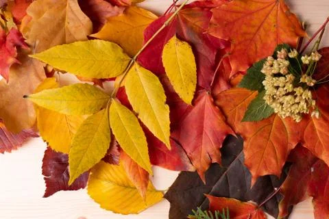 Autumn concept Foto stock