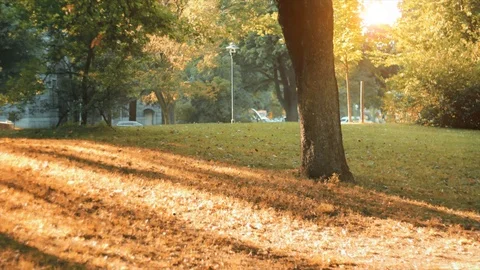 Autumn concept. Wide angle grass and sunlight with old tree. Stock Footage 97007208