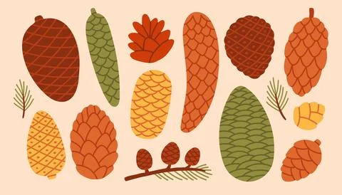 Autumn conifer cone vector illustration set with pine branches. Forest Stock Illustration