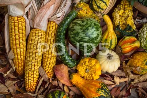 Autumn Corn and Gourds Stock Photos