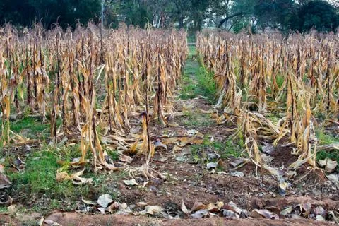 Autumn corn in converted to armland Stock Photos