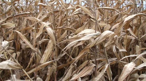 Autumn Corn Field 1 Stock Footage 558272
