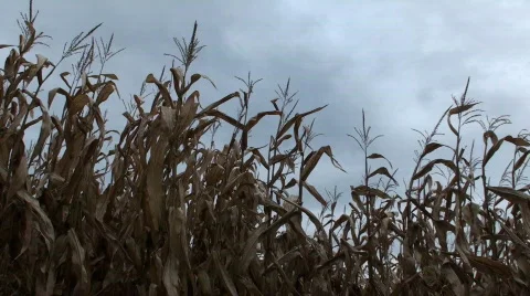 Autumn Corn Field 2 Stock Footage 556015