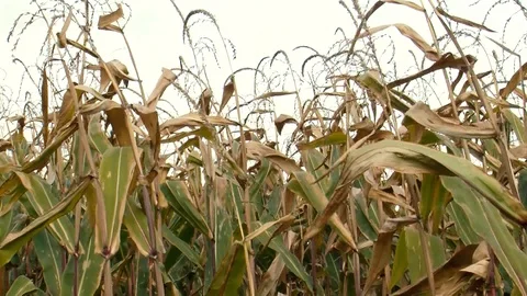 Autumn corn field Stock Footage 108554955