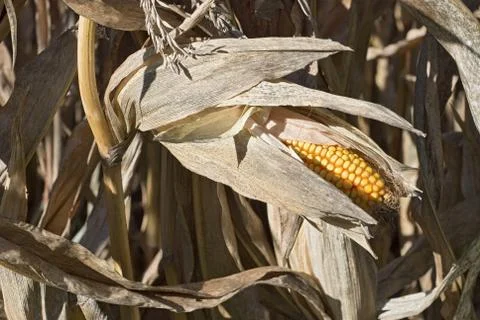Autumn corn field Stock Photos