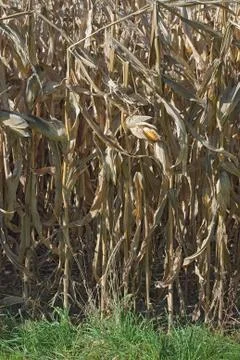 Autumn corn field Stock Photos