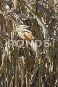 Autumn corn field Stock Photos