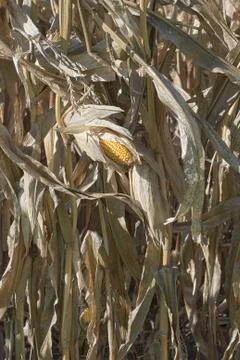 Autumn corn field Stock Photos