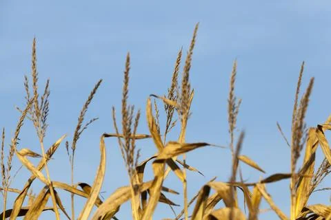 Autumn corn field Stock Photos